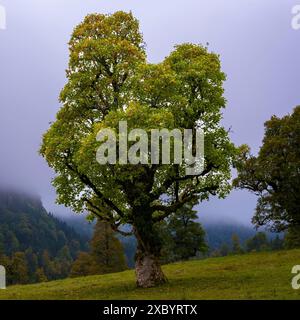 Ahornbäume (Acer pseudoplataus), am Wankerfleck, Ammergauer Alpen, Ostallgäu, Bayern, Deutschland Stockfoto