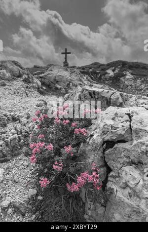 Alpenrosenblüte, Rhododendron, Koblat-Hoehenweg am Nebelhorn, Allgäuer Alpen, Allgäuer, Bayern, Deutschland Stockfoto