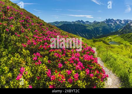 Alpenrosenblüte, Panorama vom Fellhorn über den Schlappoldsee und Bergstation der Fellhornbahn bis zum zentralen Hauptkamm der Fellhornbahn Stockfoto