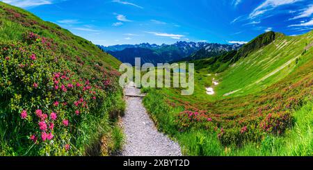 Alpenrosenblüte, Panorama vom Fellhorn über den Schlappoldsee und Bergstation der Fellhornbahn bis zum zentralen Hauptkamm der Fellhornbahn Stockfoto