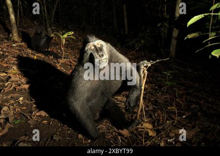 Ein männlicher Sulawesi-Schwarzkammmakak (Macaca nigra) im Naturschutzgebiet Tangkoko, North Sulawesi, Indonesien. Stockfoto