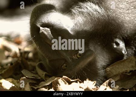 Ein Sulawesi-Schwarzzelt-Makaken (Macaca nigra) starrt während des Fotografierens, da er auf dem Boden im Tangkoko Nature Reserve in Indonesien liegt. Stockfoto