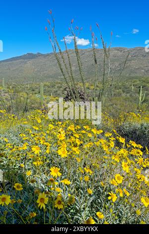 Leuchtend gelbe Sprödblumen bedecken im Frühling die Hänge des Saguaro-Nationalparks Stockfoto