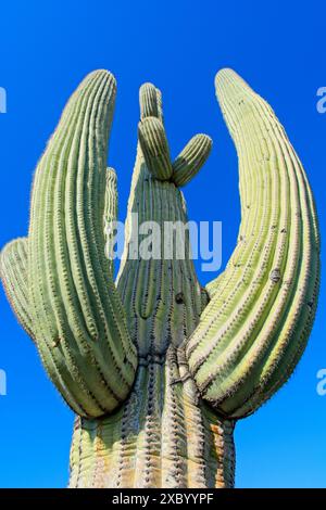 Hoch aufragende Saguaro-Kakteen mit vielen Armen vor dem hellblauen Himmel Stockfoto