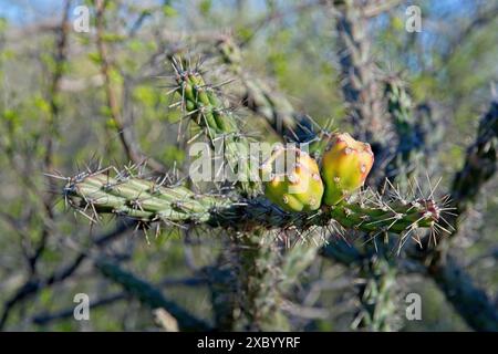 Schließen Sie die cholla-Frucht am Ende des stacheligen Zweigs im Frühling Stockfoto