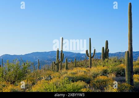 Saguaro Wald in der späten Nachmittagssonne mit zerklüfteten Santa Catalina Bergen am Horizont Stockfoto