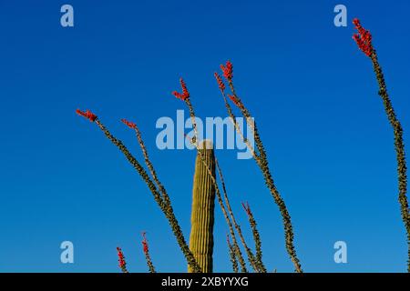 Ocotillo in der Blüte, Saguaro am hellblauen Himmel in der Nachmittagssonne Stockfoto