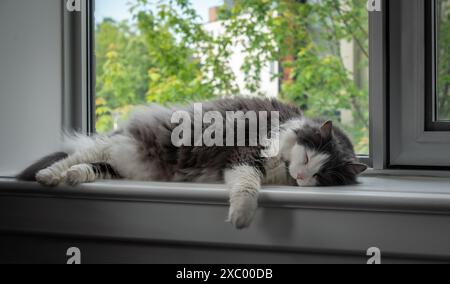 Die norwegische Waldkatze schläft friedlich auf der Fensterbank Stockfoto