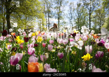 Keukenhof Park und ein Mädchen in der Nähe von Tulpen Stockfoto