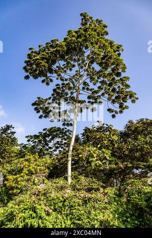 Yagrumo, Yarumo, Guarumo oder Guarumbo (Cecropia peltata) erstreckt sich von Mexiko bis Südamerika. Sie wächst an Berghängen, in Nebelwäldern, Wolken Stockfoto