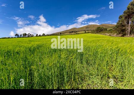 Plantación nonocultivo de cebada en una finca andina en las faldas del volcan Corazon, Machachi, Aloasí Stockfoto