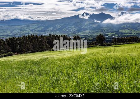 Plantación de cebada en una finca andina en las faldas del volcan Corazon, al fondo se divisa el volcan Rumiñahui y Cotopaxi Stockfoto