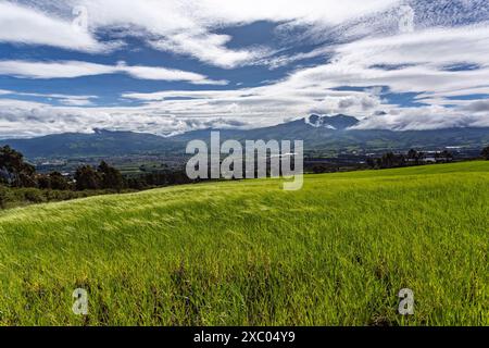 Plantación de cebada en una finca andina en las faldas del volcan Corazon, al fondo se divisa el volcan Rumiñahui y Cotopaxi y Machachi Stockfoto