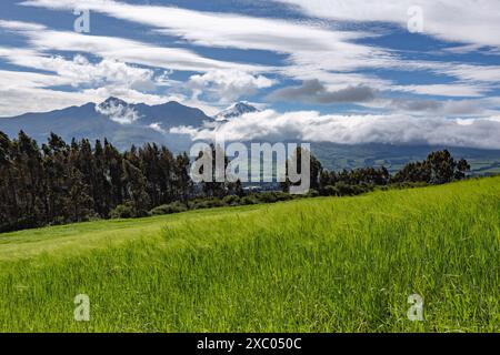 Plantación de cebada en una finca andina en las faldas del volcan Corazon, al fondo se divisa el volcan Rumiñahui y Cotopaxi Stockfoto