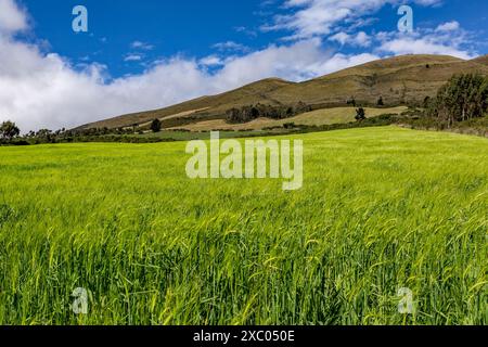 Plantación nonocultivo de cebada en una finca andina en las faldas del volcan Corazon, Machachi, Aloasí Stockfoto