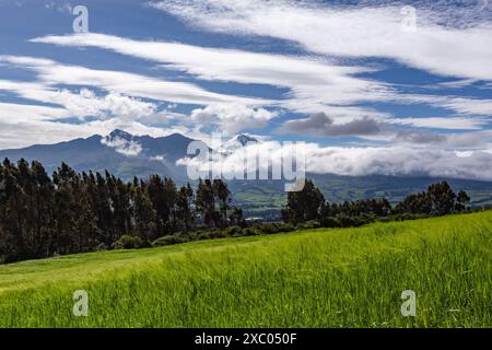 Plantación de cebada en una finca andina en las faldas del volcan Corazon, al fondo se divisa el volcan Rumiñahui y Cotopaxi Stockfoto