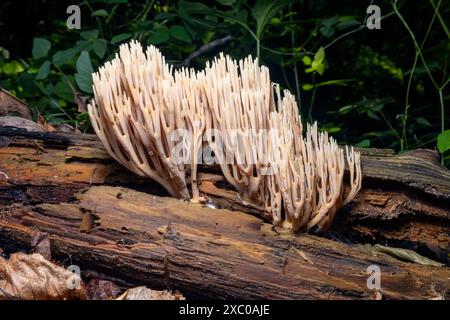 Korallenpilz (Ramaria stricta) - Pisgah National Forest, in der Nähe von Brevard, North Carolina, USA Stockfoto