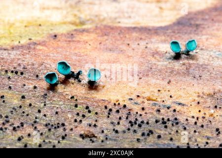 Green Wood Cup (Chlorociboria sp) - Pisgah National Forest, in der Nähe von Brevard, North Carolina, USA Stockfoto