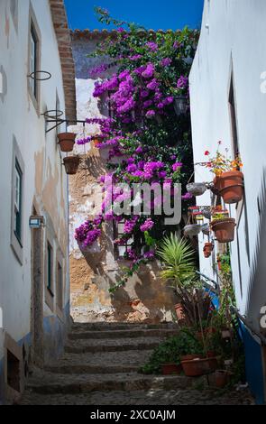 Small Street Óbidos, Portugal. Eine Hauskatze sitzt im Schatten unter einer großen Bougainvillea-Pflanze oben auf einer schmalen Kopfsteinpflasterstraße in der Nähe des Zentrums des mittelalterlichen portugiesischen ummauerten Dorfes. Stockfoto