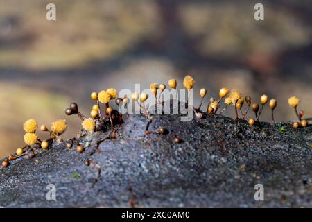 Hämatrichia sp. Von Slime Mold - Pisgah National Forest, in der Nähe von Brevard, North Carolina, USA Stockfoto