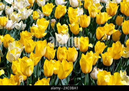 Üppiger Garten mit blühenden gelben und weißen Tulpen unter der Frühlingssonne Stockfoto