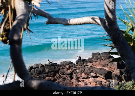 Coolangatta Australia - 4. Juni 2024; kleine Figuren von Surfern auf Wellen jenseits der felsigen Küste, eingerahmt von Pandanus-Zweigen. Stockfoto