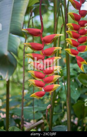 Helikonia-Blüten im Garten, hängende Hummerkralle, falscher Paradiesvogel oder wilder Kochbananen, tropische exotische Pflanze, lebendige, langanhaltende Blüte Stockfoto