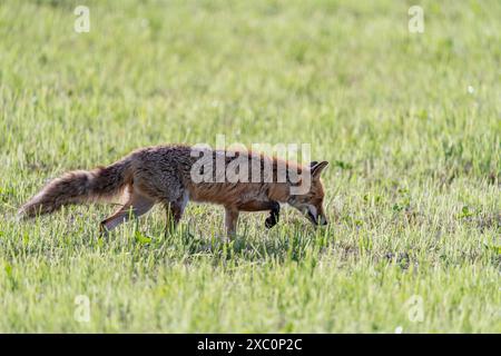 Seitenansicht eines Rotfuchses, der an einem sonnigen Tag auf einem grasbewachsenen Feld nach Beten sucht. Stockfoto