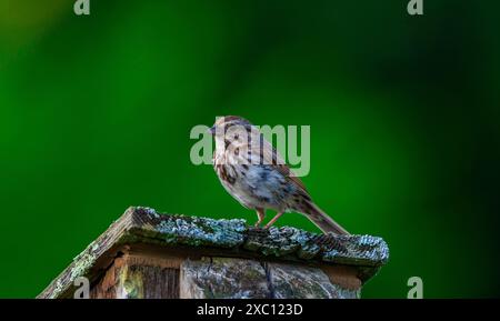 Eine Nahaufnahme eines Song-Sparrow-Vogels, der auf einem Barsch sitzt Stockfoto