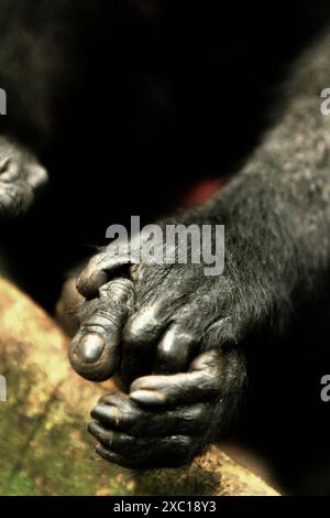 Ein Haubenmakaken (Macaca nigra) schließt seine linke Hand zusammen mit seinem linken Fuß im Tangkoko Nature Reserve, Nord-Sulawesi, Indonesien. Stockfoto