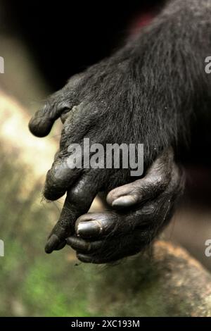 Ein Haubenmakaken (Macaca nigra) schließt seine linke Hand zusammen mit seinem linken Fuß im Tangkoko Nature Reserve, Nord-Sulawesi, Indonesien. Stockfoto