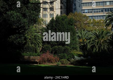 Vormittag in den Royal Botanical Gardens, Sydney, Bäume, Sträucher, eine Bank bei einem üppigen Boarder Pflanzen und ein Blick auf das historische AMA House, Macquarie Street Stockfoto