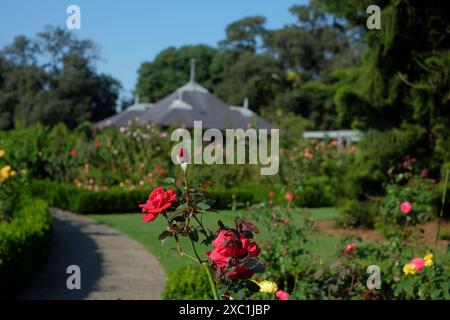 Eine rote Rose in Blüte, Palace Rose Garden, Royal Botanic Gardens, Rasen und Pavillon Stockfoto