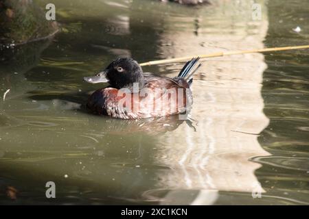 Während der Paarungszeit wird der männliche Schnabel hellblau und gibt der Ente ihren Namen. Stockfoto