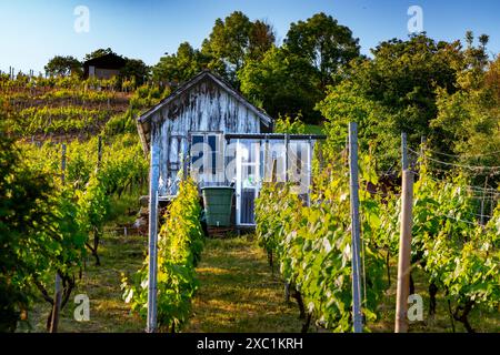 Alte Scheune in einem Weinberg - im Frühjahr in Süddeutschland. Stockfoto