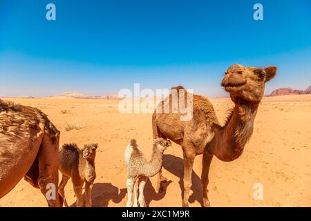 Zwei junge Kamelkälber und ein ausgewachsenes Kamel durchqueren die weite Wadi Rum Wüste in Jordanien und zeigen einen Moment der Tierwelt inmitten von Ehrfurcht Stockfoto