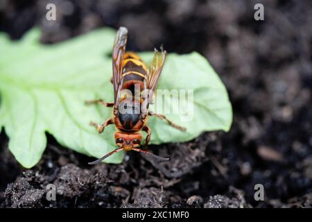 Hornet Vespa crabro im Garten Stockfoto