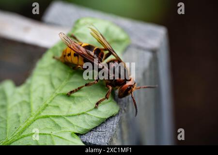 Hornet Vespa crabro im Garten Stockfoto
