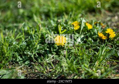 Im grünen Gras blüht eine lebhafte Ansammlung gelber Löwenzahn wunderschön Stockfoto