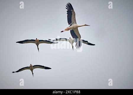 Weißstorch Ciconia ciconia. Weißstörche Ciconia ciconia kreisen am Himmel. 20240604MIC0141 *** Weißstorch Ciconia ciconia Weißstörche Ciconia ciconia im Himmel 20240604MIC0141 Stockfoto