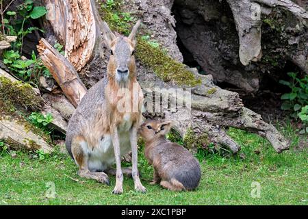 Große Mara Dolichotis patagonum. Große Mara Dolichotis patagonum mit Nachwuchs im Zoo Leipzig. 20240605MIC1423 *** Greater Mara Dolichotis patagonum Greater Mara Dolichotis patagonum mit Nachkommen im Leipziger Zoo 20240605MIC1423 Stockfoto