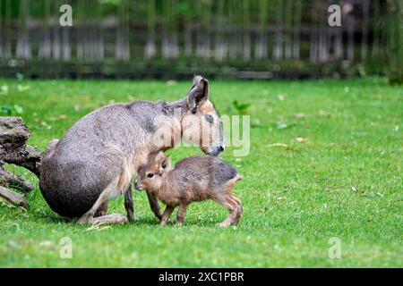 Große Mara Dolichotis patagonum. Große Mara Dolichotis patagonum mit Nachwuchs im Zoo Leipzig. 20240605MIC1379 *** Greater Mara Dolichotis patagonum Greater Mara Dolichotis patagonum mit Nachkommen im Leipziger Zoo 20240605MIC1379 Stockfoto