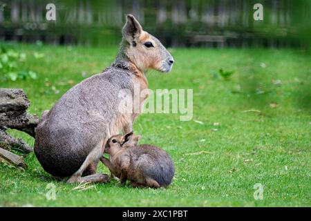 Große Mara Dolichotis patagonum. Große Mara Dolichotis patagonum mit Nachwuchs im Zoo Leipzig. 20240605MIC1351 *** Greater Mara Dolichotis patagonum Greater Mara Dolichotis patagonum mit Nachkommen im Leipziger Zoo 20240605MIC1351 Stockfoto