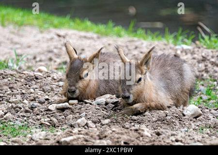 Große Mara Dolichotis patagonum. Große Mara Dolichotis patagonum mit Nachwuchs im Zoo Leipzig. 20240605MIC1371 *** Greater Mara Dolichotis patagonum Greater Mara Dolichotis patagonum mit Nachkommen im Leipziger Zoo 20240605MIC1371 Stockfoto