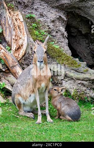 Große Mara Dolichotis patagonum. Große Mara Dolichotis patagonum mit Nachwuchs im Zoo Leipzig. 20240605MIC1433 *** Greater Mara Dolichotis patagonum Greater Mara Dolichotis patagonum mit Nachkommen im Leipziger Zoo 20240605MIC1433 Stockfoto