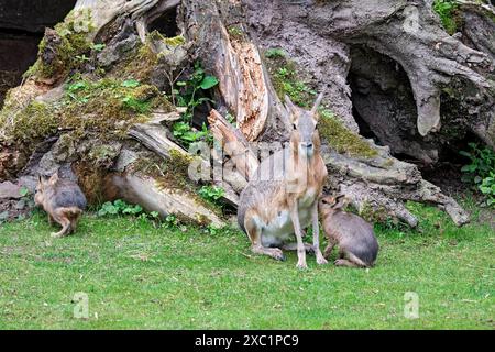 Große Mara Dolichotis patagonum. Große Mara Dolichotis patagonum mit Nachwuchs im Zoo Leipzig. 20240605MIC1407 *** Greater Mara Dolichotis patagonum Greater Mara Dolichotis patagonum mit Nachkommen im Leipziger Zoo 20240605MIC1407 Stockfoto