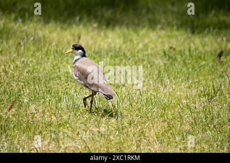 Der maskierte Lapwing ist vorwiegend weiß, mit braunen Flügeln und Rücken und einer schwarzen Krone. Die Vögel haben große gelbe Klatschgeräusche im Gesicht, Stockfoto