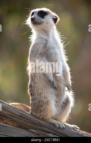 Erdmännchen sind kleine Säugetiere mit grauem und braunem Fell. Sie haben dunkle Flecken um ihre Augen, um ihre Augen vor der Sonne zu schützen Stockfoto