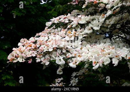 Nahaufnahme der weißen Blüten mit rosafarbenen Flüsschen des Frühsommer blühenden Garten-Hartholzbaums cornus x elwinortonii venus. Stockfoto