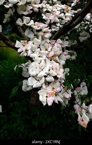 Nahaufnahme der weißen Blüten mit rosafarbenen Flüsschen des Frühsommer blühenden Garten-Hartholzbaums cornus x elwinortonii venus. Stockfoto